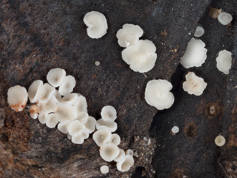 Calycina conorum